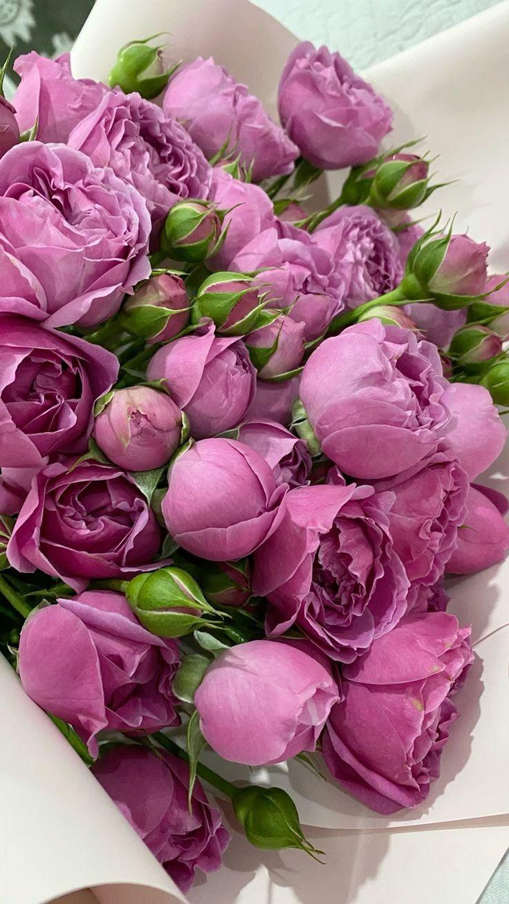 Eternal Enchantment Rich Roses Fusion